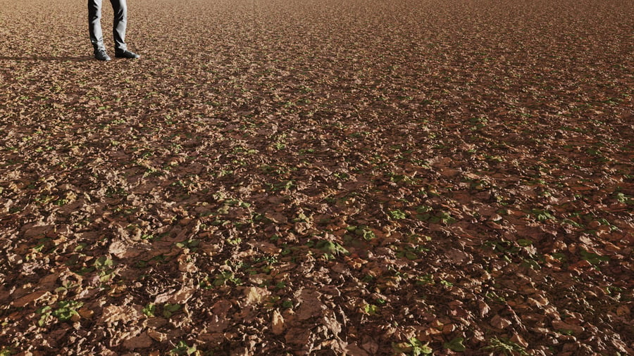 Weeds & Leaves Forest Floor Dirt Ground Texture