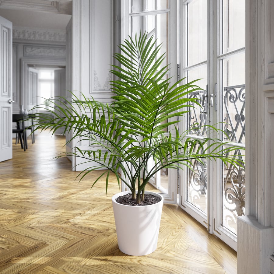 Planta em vaso Bangalow Palm Modelo