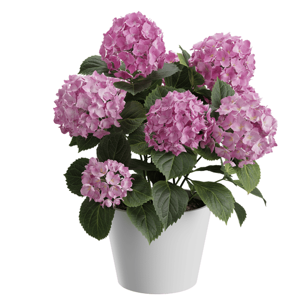 Small Mophead Hydrangea Plant Model, Pink