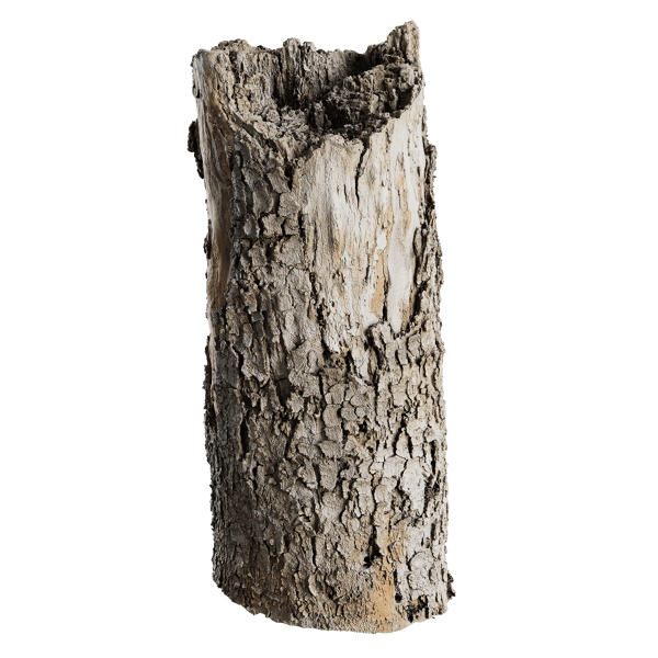Medium Broken Flaking Conifer Stump Model