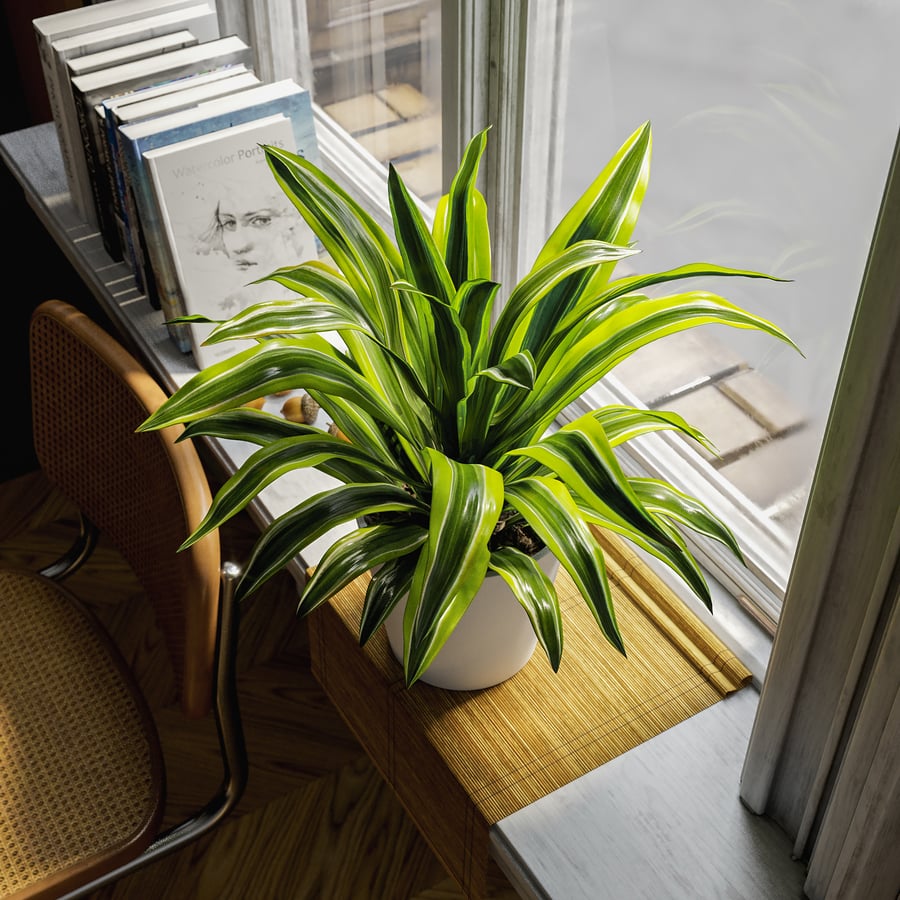 Dracaena Potted Plant Model, Lemon Lime