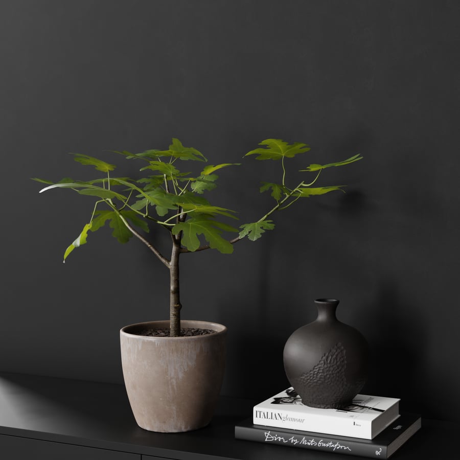 Small Potted Fig Plant Model