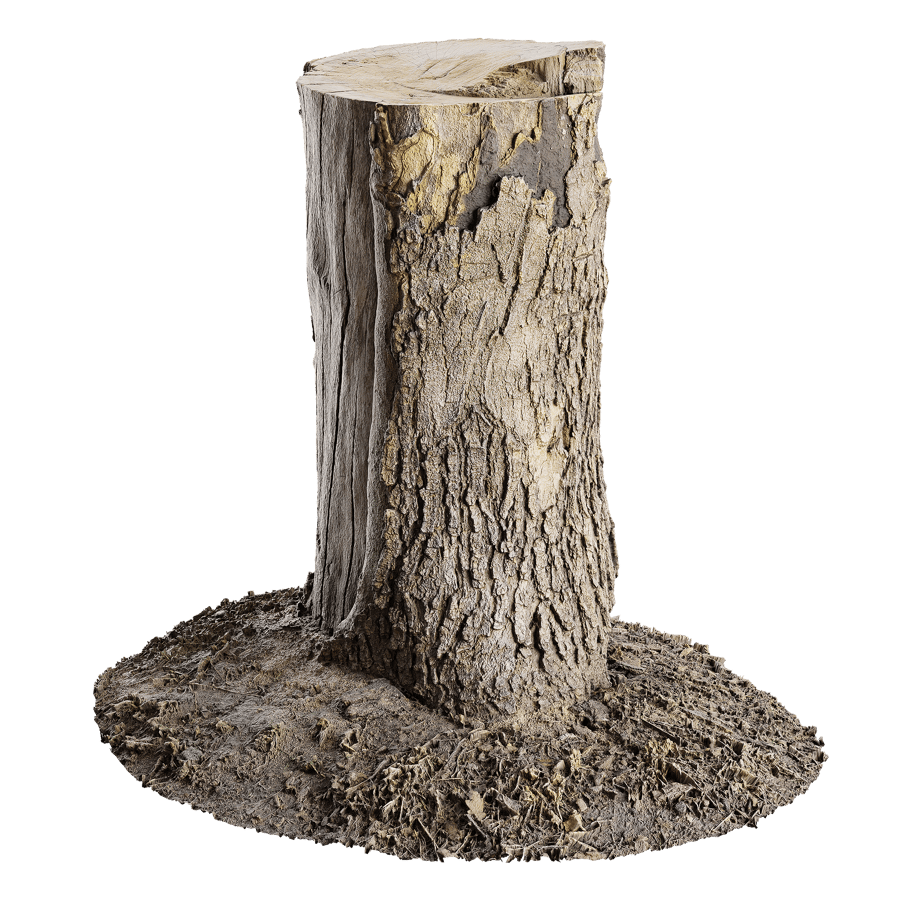 Medium Cut Conifer Stump Model