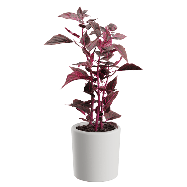 Bloodleaf Plant Model