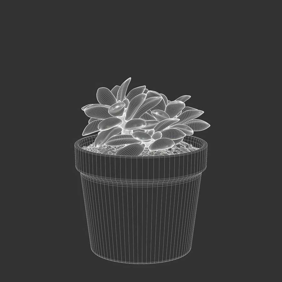 Sunrise Succulent Potted Plant Model