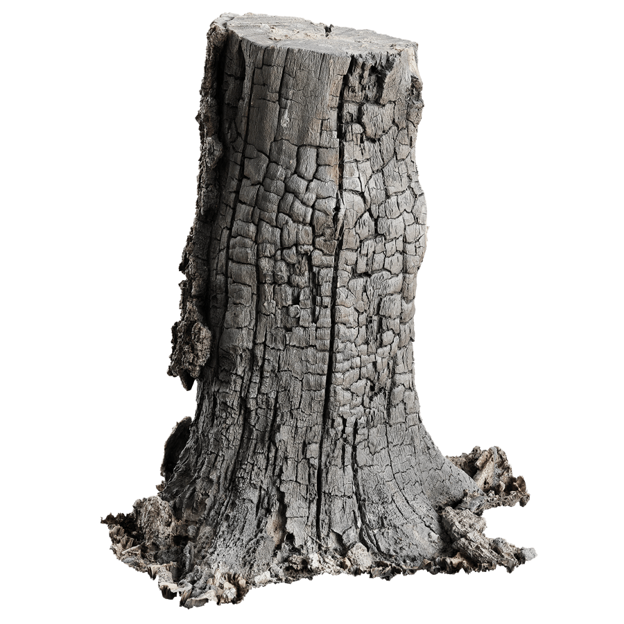 Tall Burned Cut Deciduous Stump Model