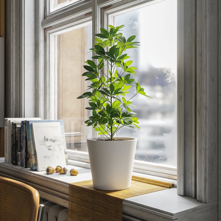 Planta em vaso de árvore guarda-chuva anã Modelo