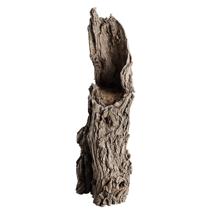 Tall Broken Gnarly Deciduous Stump Model