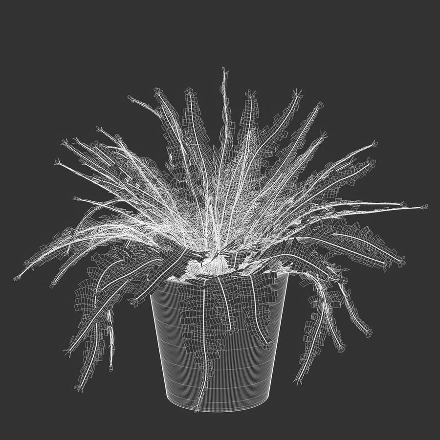 Boston Fern Potted Plant Model