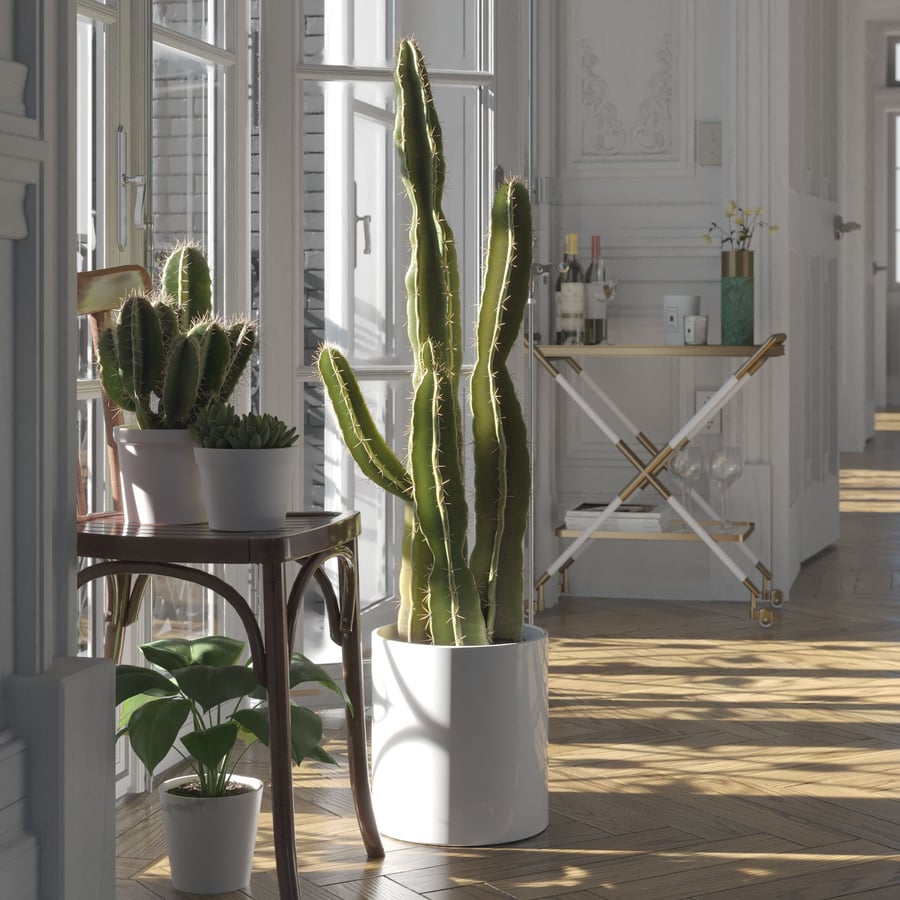 Modelo de planta de cacto saguaro