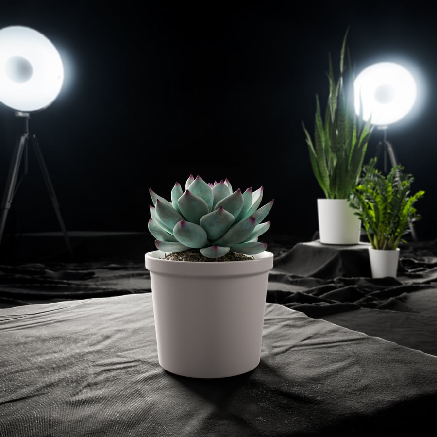 Planta Suculenta Echeveria Tippy em Vaso Modelo