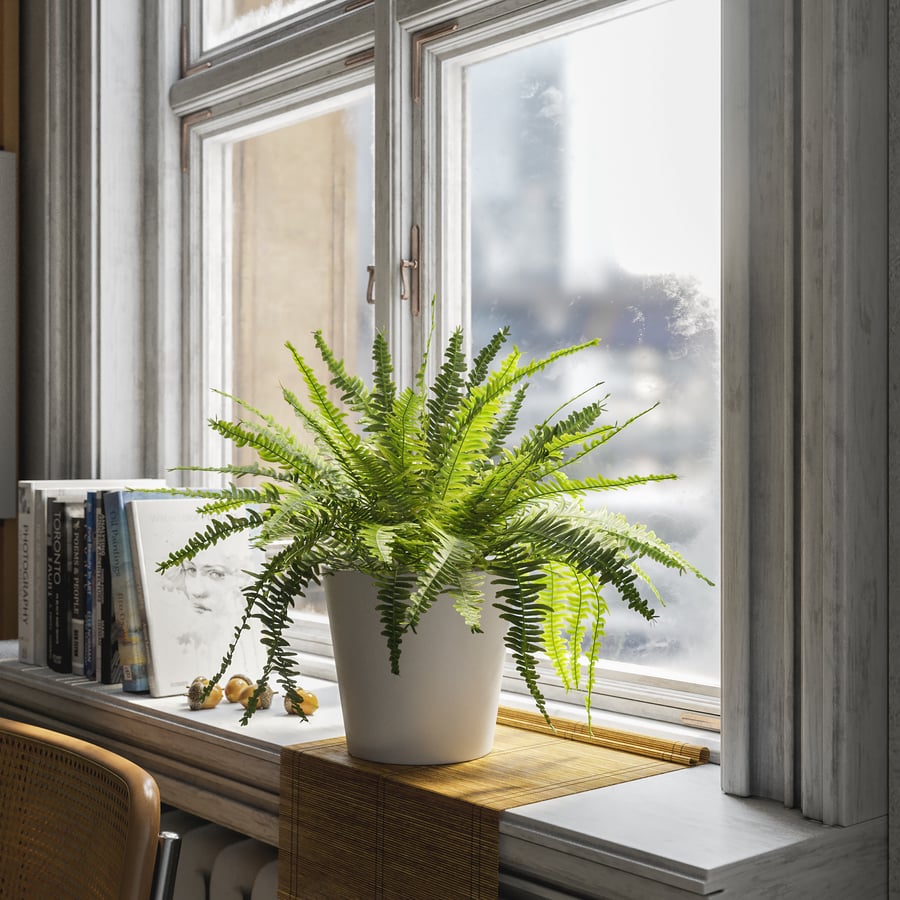 Planta em vaso Boston Fern Modelo