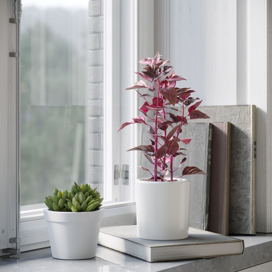 Modelo de planta Bloodleaf