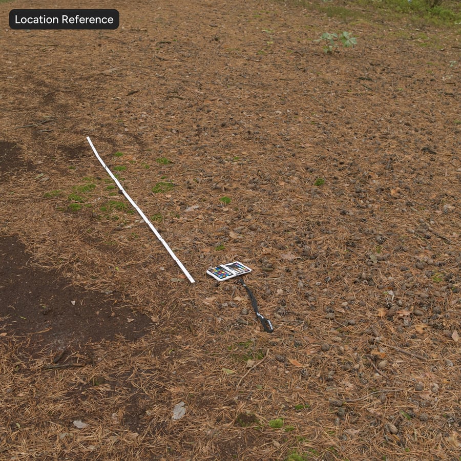 Conifer Leaves on Ground Texture
