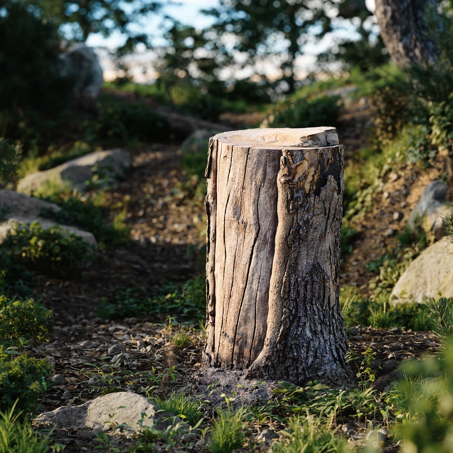 Medium Cut Conifer Stump Model