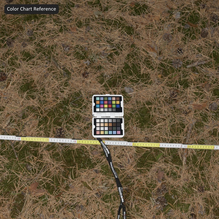 Conifère tombé sur une texture de sol en herbe