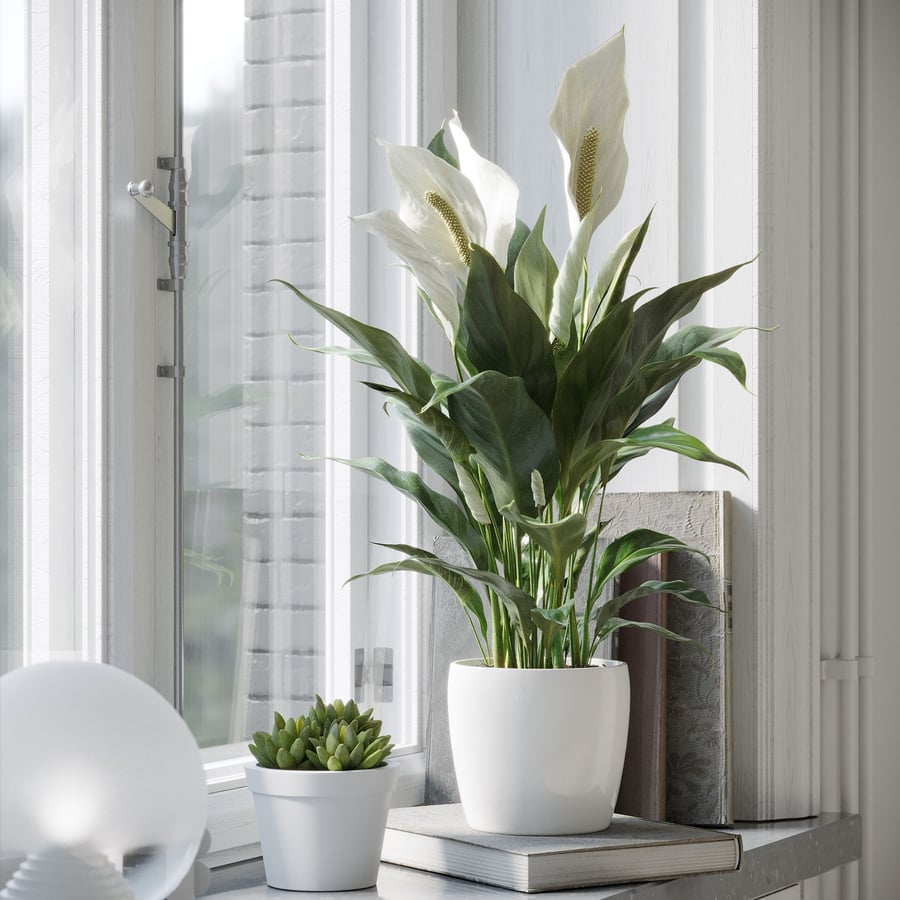 Peace Lily Plant Model