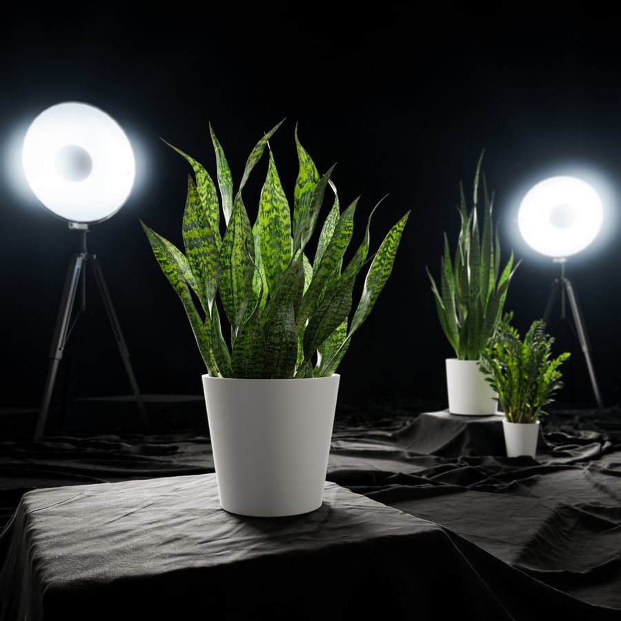 Planta em vaso curta de planta-serpente Modelo
