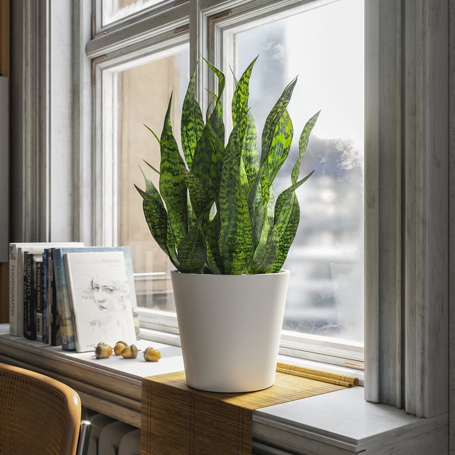 Planta em vaso curta de planta-serpente Modelo