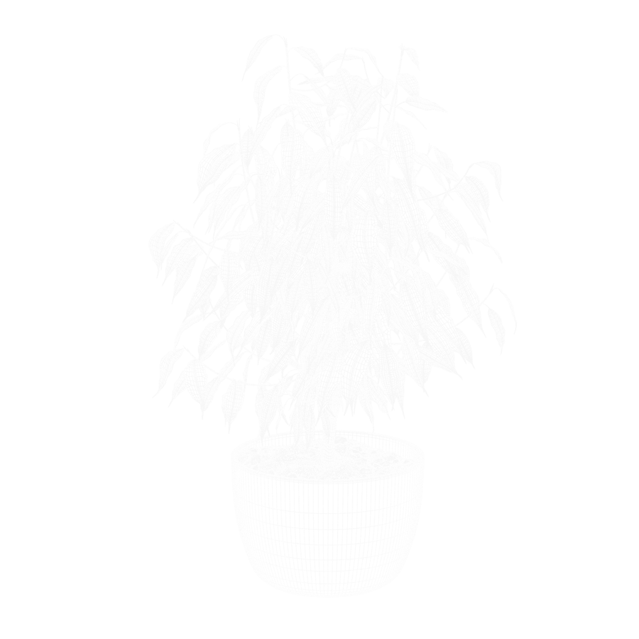 Modelo de planta Ficus Benjamina