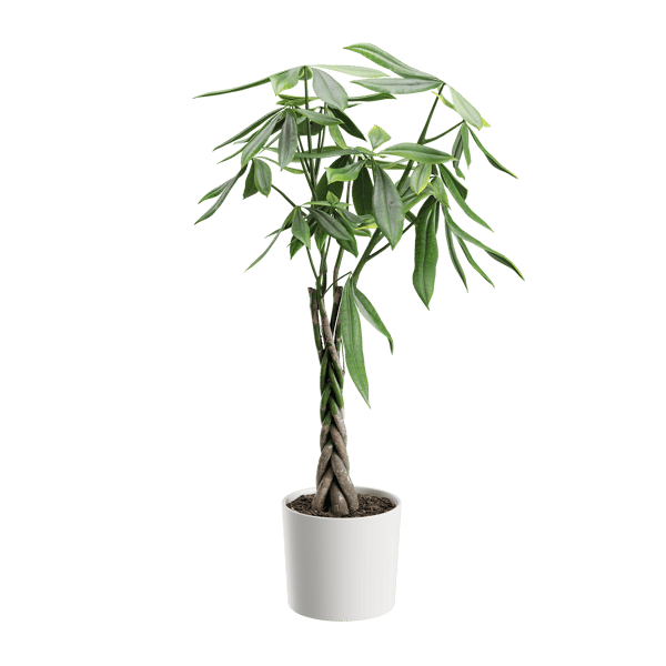 Money Tree Plant Model