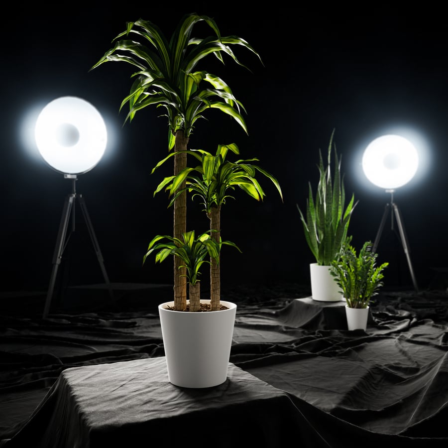 Planta em vaso Dracaena Mass Cane Modelo