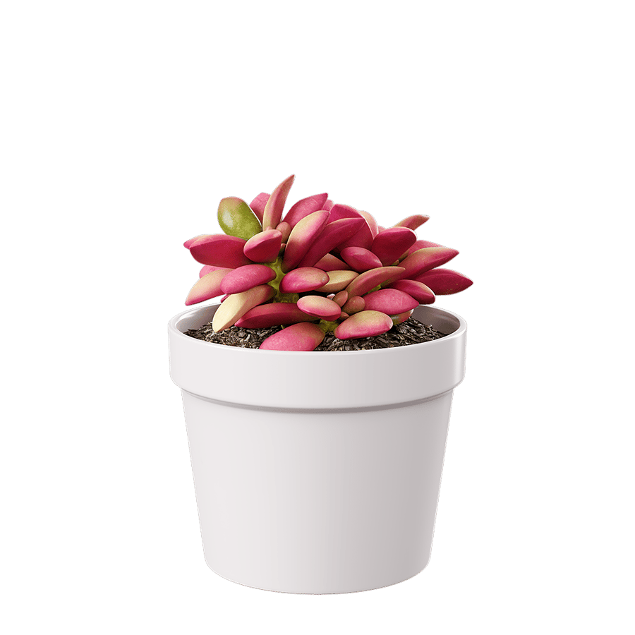 Sunrise Succulent Potted Plant Model