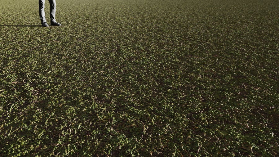 Lush Forest Floor Dirt Ground Texture