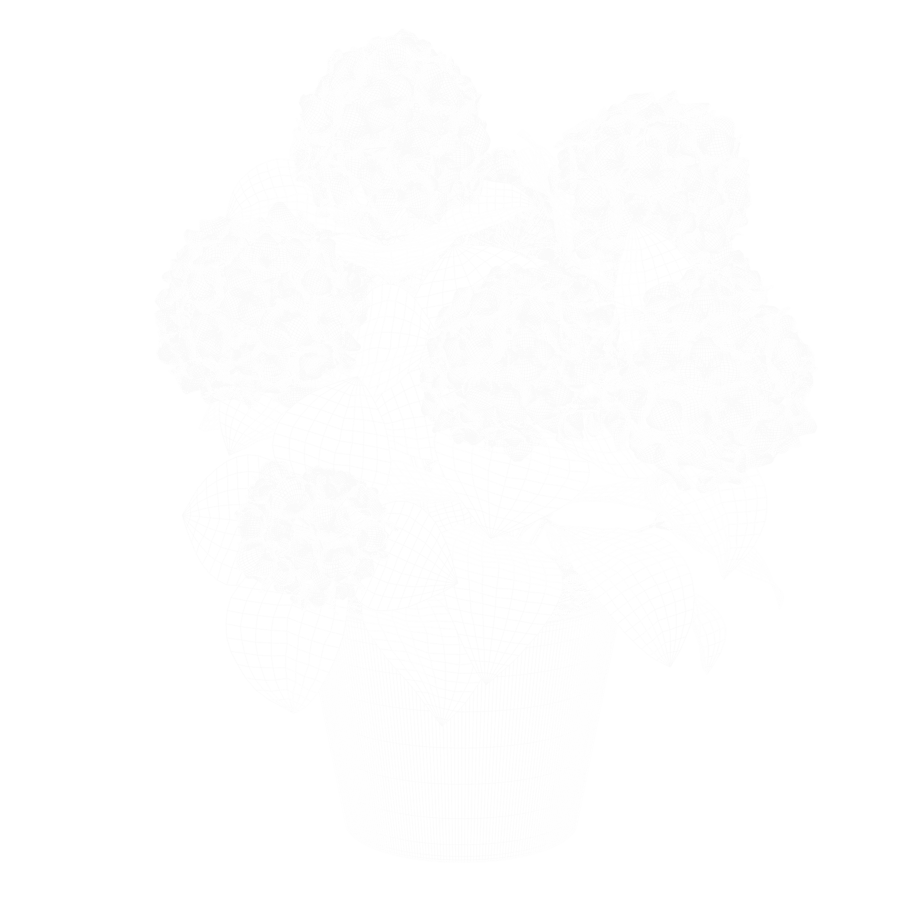 Small Mophead Hydrangea Plant Model, Pink