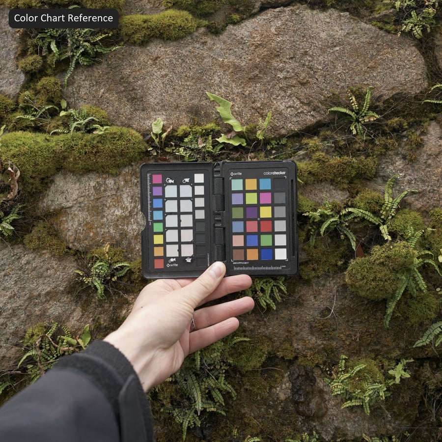 Machové buriny na kamennej stene