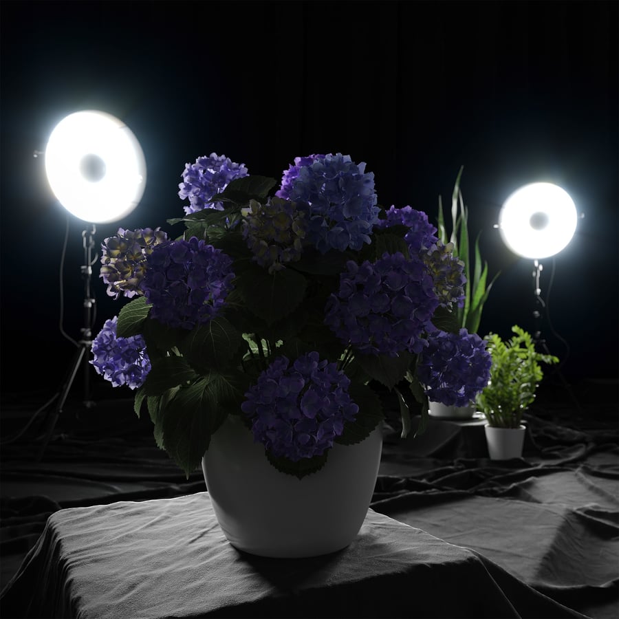 Modelo de planta de hortênsia Mophead, roxa