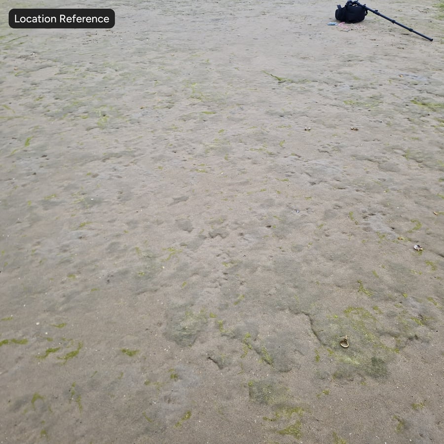 Dirty Wet Beach Sand Texture