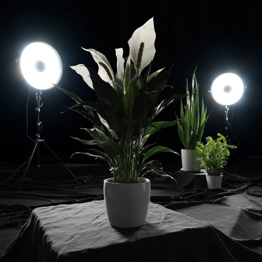 Peace Lily Plant Model