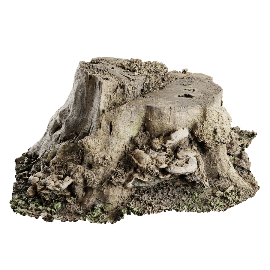 Short Cut Bare Stump Model