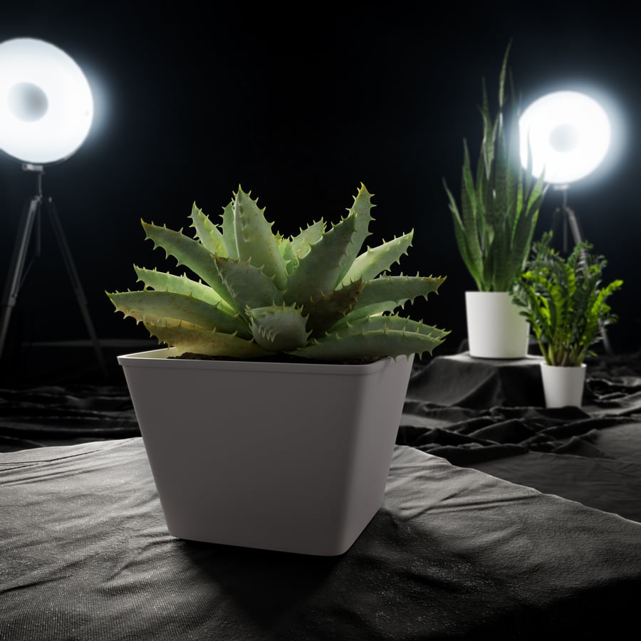 Planta Suculenta de Aloe com Folhas Curtas em Vaso Modelo