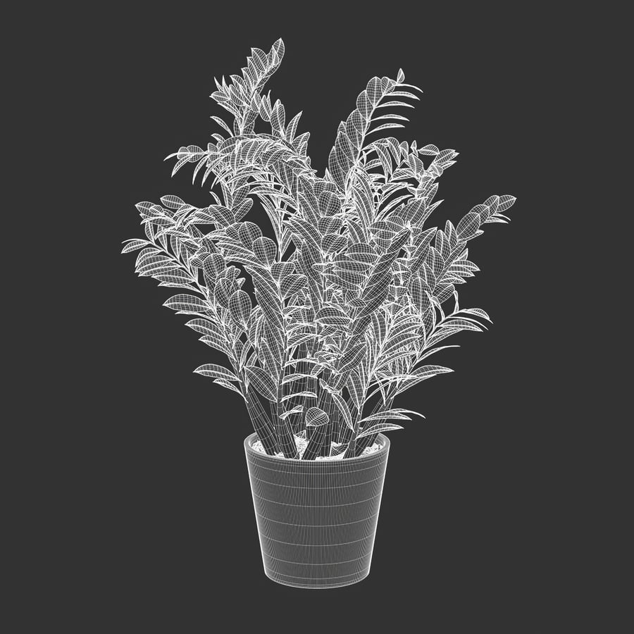 ZZ Zanzibar Gem Planta em vaso Modelo