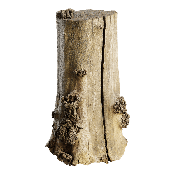 Medium Cut Bare Split Burly Stump Model