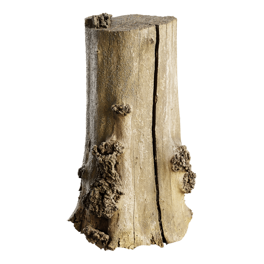 Medium Cut Bare Split Burly Stump Model
