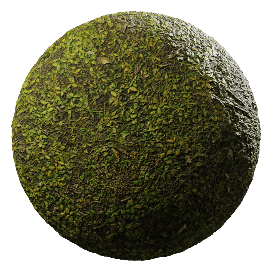 Forest Plant Cover Ground Texture