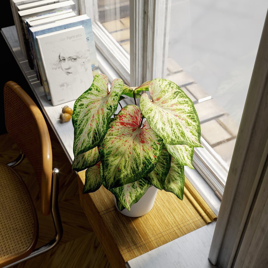 Modelo de planta em vaso Caladium, verde pálido