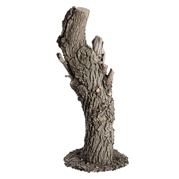 Tall Gnarly Cut Oak Stump Model