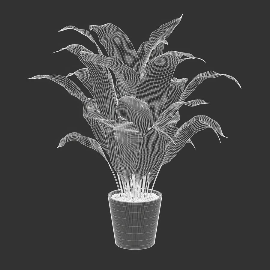 Cast Iron Plant Potted Plant Model