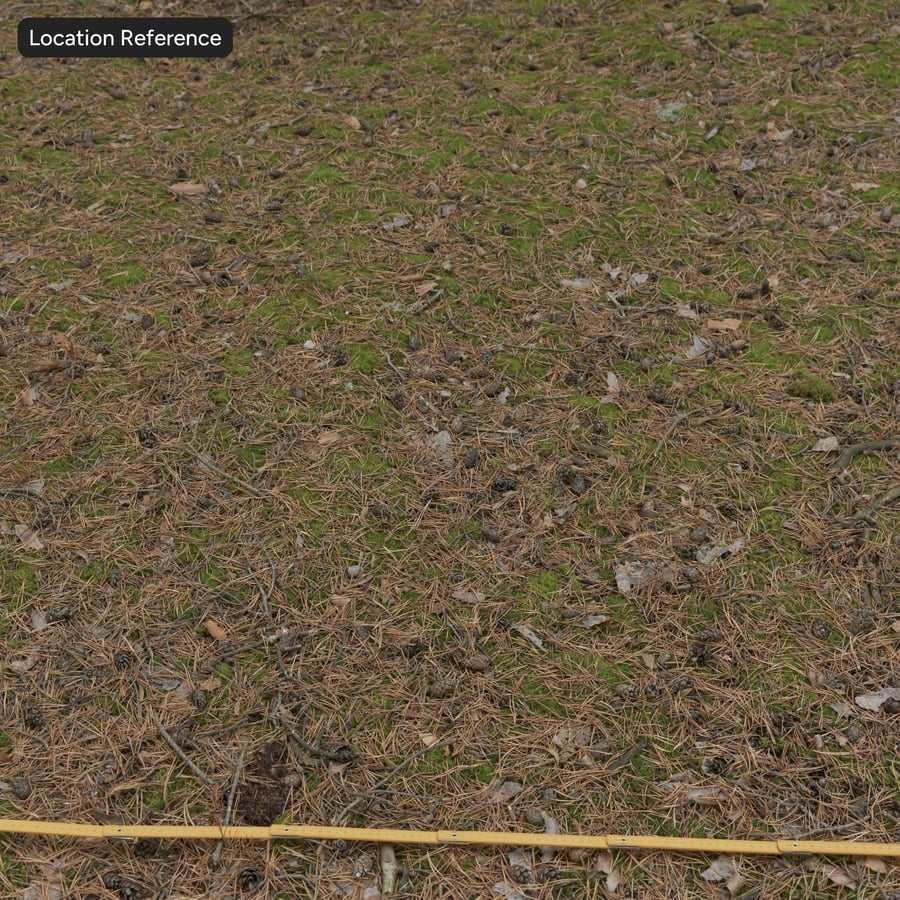 Folhas de pinheiro secas no solo Textura