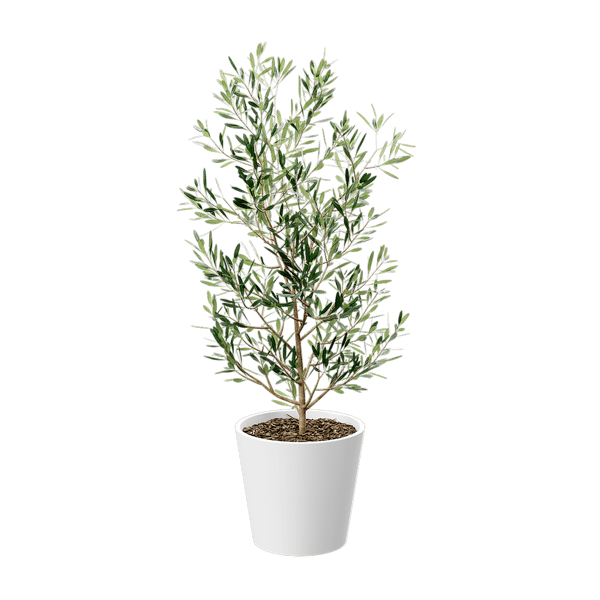 オリーブの若木 鉢植えモデル