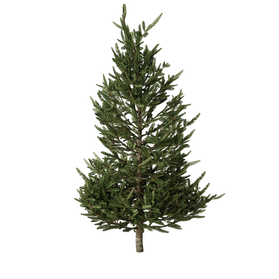 Medium Fraser Fir Tree Model