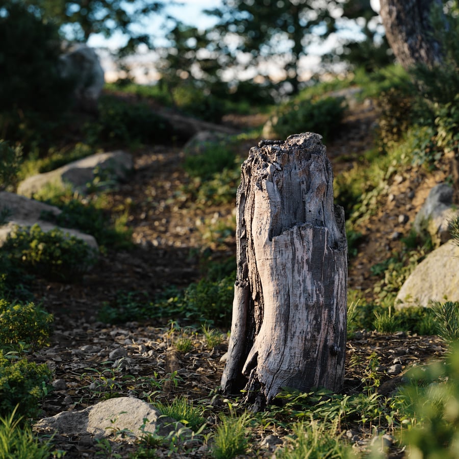 Medium Cut Decaying Bare Stump Model