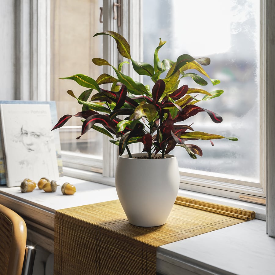 Planta Mammy Croton em vaso Modelo
