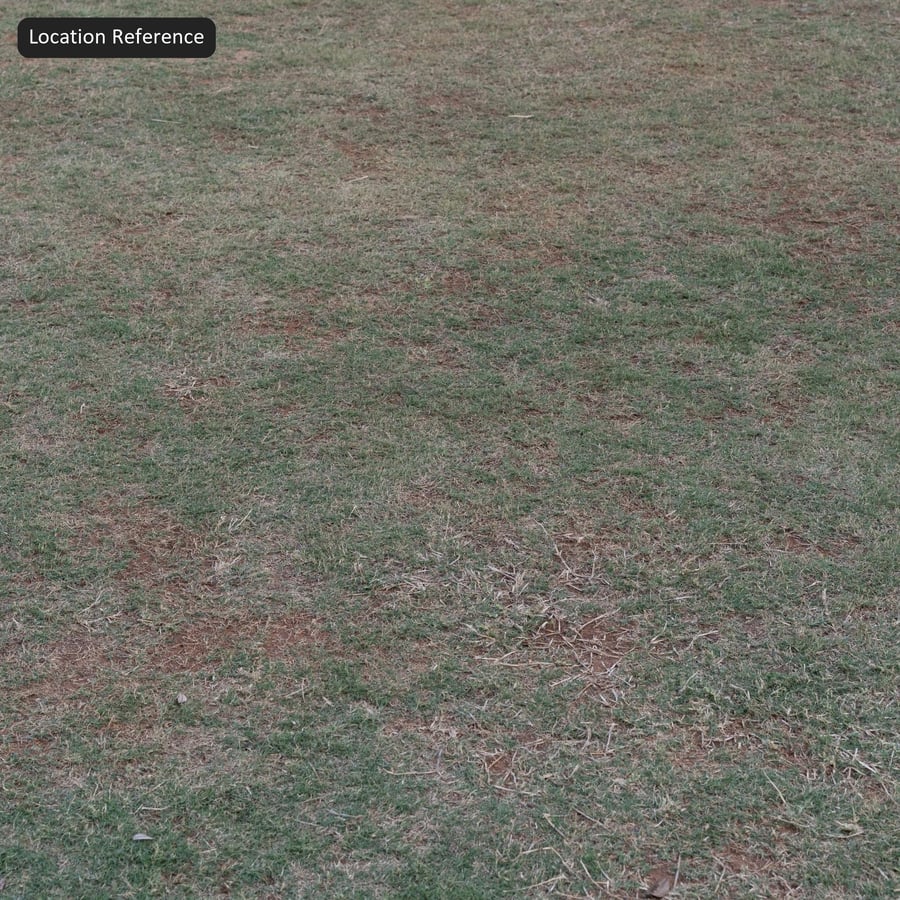 Texture de l'herbe parsemée