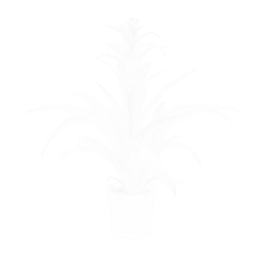Modelo de planta bromélia
