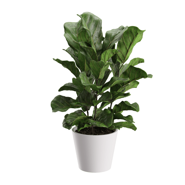 Fiddle Leaf Fig Plant Model